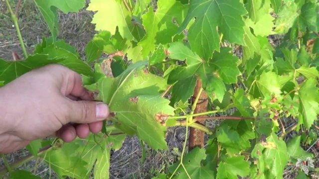 пошкоджені листя винограду